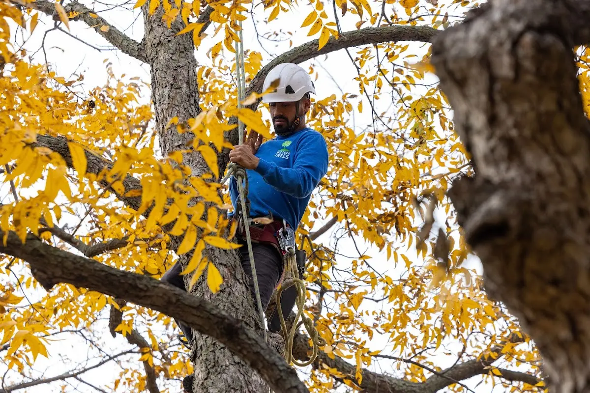 Skilled Tree Pruning crew working in Southbridge